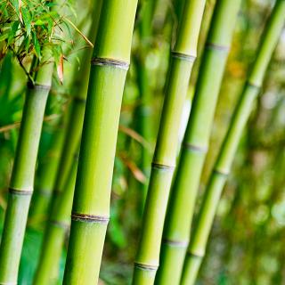 Qu'est-ce que le Bambou ? Origine, Bienfaits et Posologie