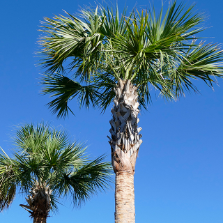 Pollen de palmier : Bienfaits et utilisation 