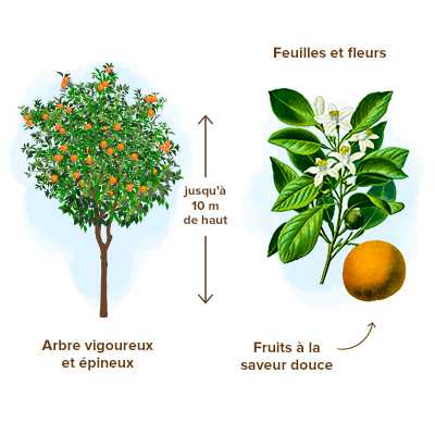 Comment utiliser la fleur d'oranger en cuisine : origine et recettes
