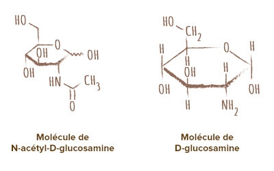 molécule chitine