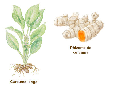 Qu'est-ce que le Curcuma ? Origine, Bienfaits et Posologie
