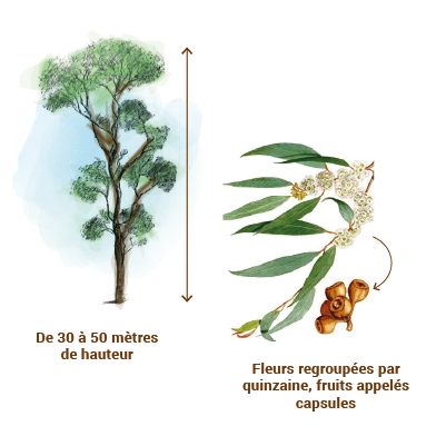 Qu'est-ce que l'Eucalyptus Radiata ? Origine, Bienfaits et