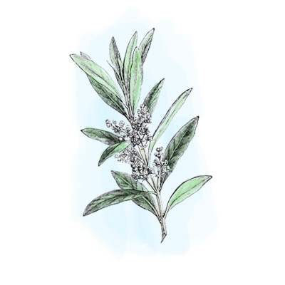 Bois Bandé (Muira Puama) - Ptychopetalum olacoides L
