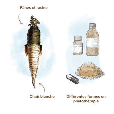 Le radis noir - l'Herbier du Diois : plantes aromatiques et